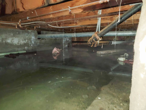 Best Flood damage cleanup  in Adamsville, AL