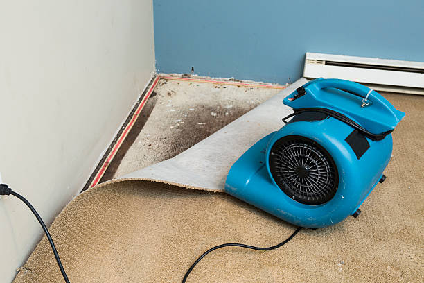 Best Basement water damage restoration  in Adamsville, AL